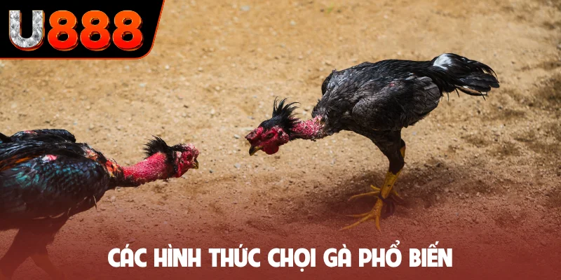 Các hình thức chọi gà phổ biến