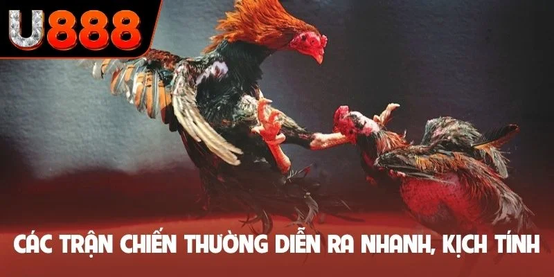 Các trận chiến thường diễn ra nhanh, kịch tính