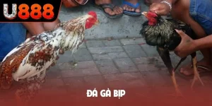 Đá gà bịp