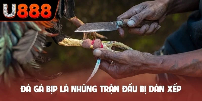 Đá gà bịp là những trận đấu bị dàn xếp