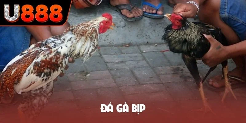 Đá gà bịp