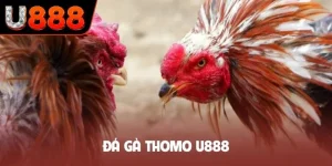 Đá gà Thomo U888