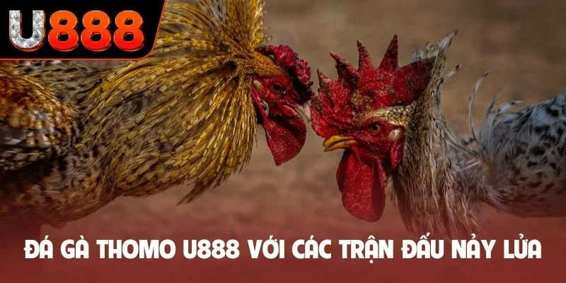 Đá gà Thomo U888 với các trận đấu nảy lửa