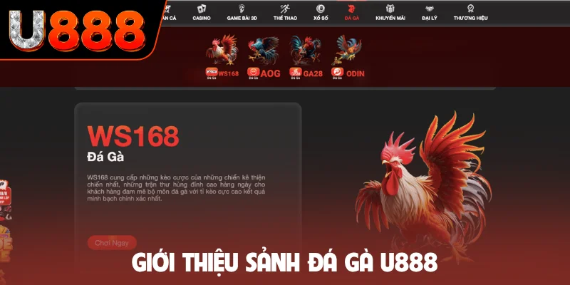 Giới thiệu sảnh đá gà U888