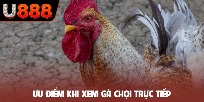 Ưu điểm khi xem gà chọi trực tiếp